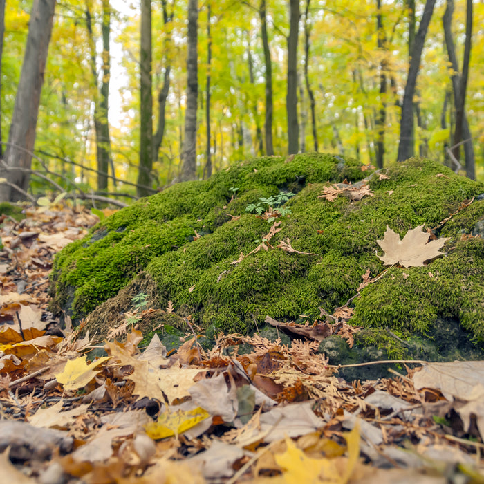 Where do all the leaves go?